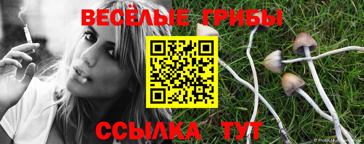 Жуковский  Псилоцибиновые грибы Cubensis  Вход с VPN 